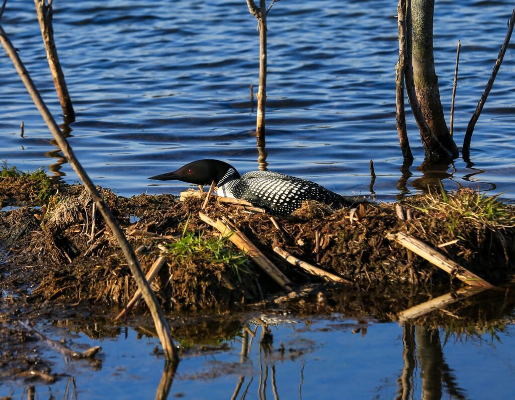 A loon in its nest by Glenn Hansen