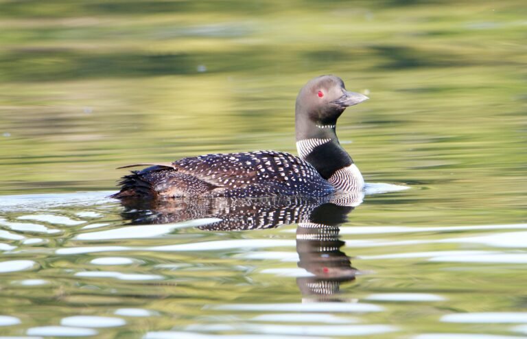 Loon picture by Paul Crook